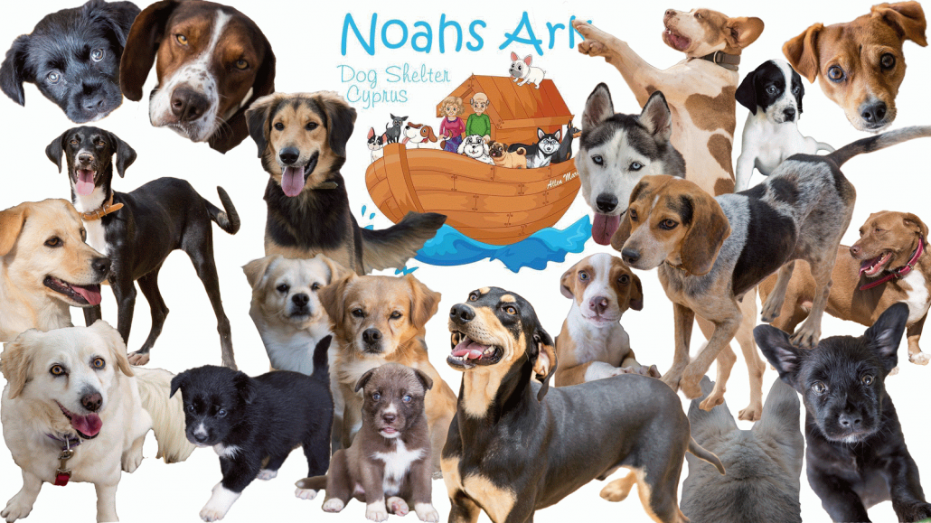 Noah's Ark Dog Shelter Cyprus FlightparentTake me Home!