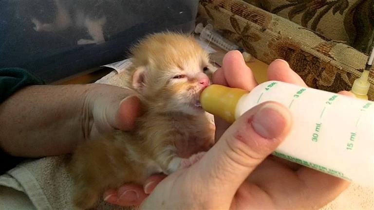 how to bottle feed kittens