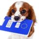 Brexit_Importing_Rescue_Cats_and_Dogs_from