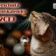 Mac's Tierschutz Advent Kalender