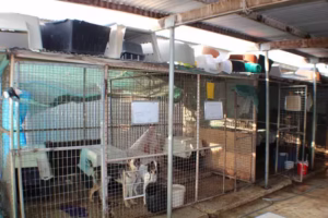 Paralimni Dog Shelter