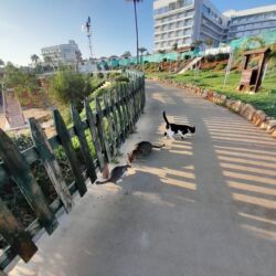 Feeding Cyprus Street Cats