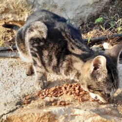 Feeding Cyprus Street Cats