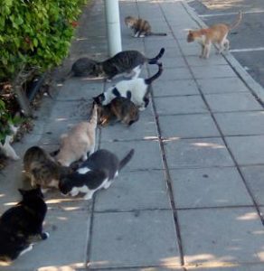 Protaras Cats at Capo Bay