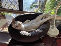Why do Cats lie in the Sun?