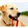 Paralimni Dog Pound Charity Dog Walk