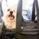 germania airline pet travel policy