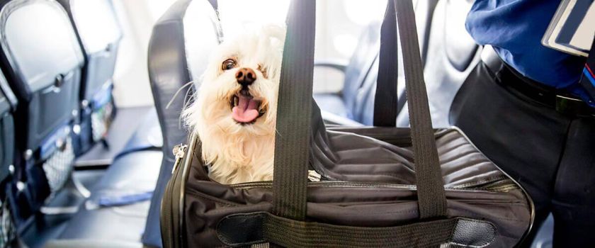 germania airline pet travel policy
