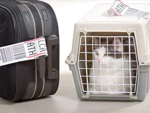 traveling with pets on cyprus airways